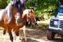escursione in Jeep con i cavalli a Vieste in Foresta Umbra sul mare nel Gargano Puglia Italy