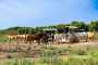 cavalli del maneggio Il Monticello di Vieste centro ippico Gargano in Puglia Italy